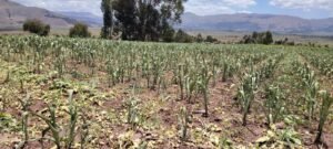 SENAMHI: Avance de la campaña Agrícola 2025-2026 en la sierra central  enfrenta desafíos por déficit de lluvias