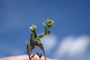 UCSUR – Investigación: Científicos peruanos ya investigan una planta amazónica y su potencial para tratar el cáncer de estómago