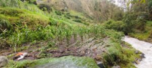 SENAMHI: Lluvias incrementan riesgo fitosanitario en cultivos de las regiones andina y amazónica