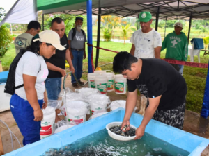 IIAP: IIAP entrega más de 52 000 alevinos de paco para impulsar la acuicultura en Puerto Inca