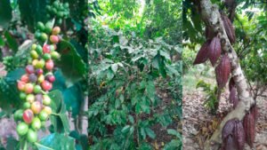 SENAMHI: Avanza la campaña agrícola 2025-2026 en regiones andina y amazónica, con vigilancia ante enfermedades por humedad