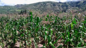 SENAMHI: Condiciones agrometeorológicas para la campaña agrícola en Ica, el sur de Huancavelica y Ayacucho