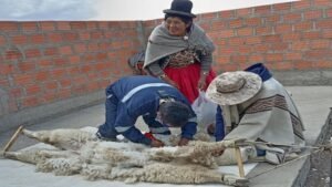 ITP: ITP red CITE: Más de 1 400 quintales de fibra de alpaca se venden con certificación internacional por más de S/ 3.3 millones