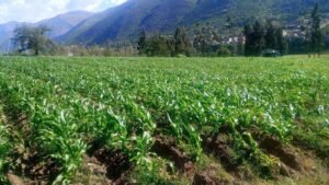 INIA: MIDAGRI: Promoverán proyectos de investigación para conservar la calidad genética de la papa nativa en Huánuco