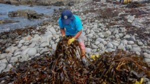 IMARPE: Bosques submarinos del Perú: nuevos hallazgos entre especies de kelp