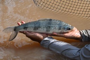 IIAP: Histórico: IIAP transfiere en Tingo María los primeros alevinos de lisa de cuatro bandas producidos en cautiverio