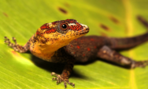 IIAP: El IIAP y el Sernanp unen esfuerzos para descifrar los secretos de los ecosistemas inundables de la Reserva Nacional Allpahuayo Mishana