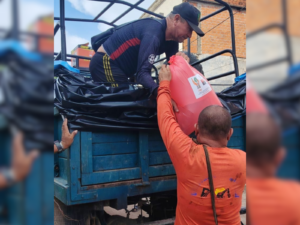 IIAP: El IIAP transfiere 22 000 alevinos de paco a 7 comunidades de Padre Abad