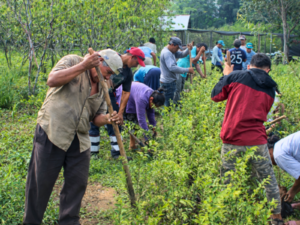 IIAP: Huánuco: 160 familias participan en estudio sobre agroforestería y mejora productiva