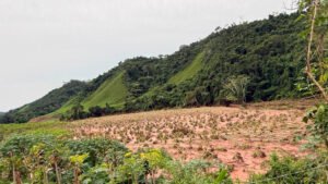 SENAMHI: Campaña agrícola en la Amazonía avanza entre lluvias favorables y desafíos locales por exceso de humedad