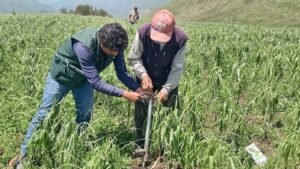 INIA: MIDAGRI: INIA generará tecnologías agrarias para recuperar productividad de hectáreas de maíz afectadas por granizada en Apurímac