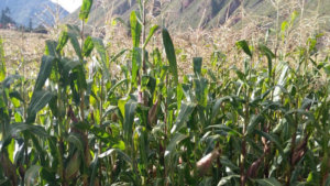 SENAMHI: Sierra sur: Lluvias favorecen etapa reproductiva de cultivos, pero distribución variable genera condiciones diferenciadas