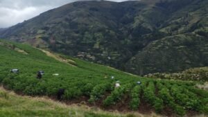 INIA: Ayacucho: INIA implementa parcelas demostrativas para producir semillas de papa con alta calidad en Vinchos