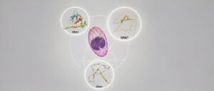 UPCH – Portal de investigación: Taller de difusión de resultados: Potencial uso de antígenos recombinantes para la discriminación de la etapa aguda y crónica de Toxoplasmosis en pacientes con VIH/SIDA