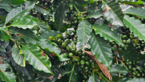 SENAMHI: Senamhi identifica zonas más resilientes para el cultivo de café en San Martín