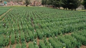 INIA: MIDAGRI: INIA incrementa en 33% fertilidad de 120 hectáreas de cultivos con bioinsumos y tecnológica orgánica