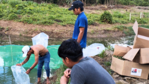 IIAP: Loreto: IIAP entrega 81 000 alevinos de gamitana a 71 familias de seis comunidades del bajo Amazonas