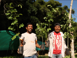 [IIAP] Ucayali: IIAP transfiere 60 000 plantones de especies con alto valor económico y mercado internacional