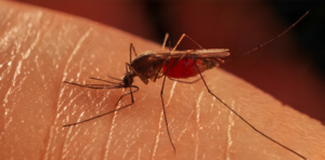 UPCH – Portal de investigación: El mosquito que transmite la malaria en Sudamérica podría estar adaptándose a los insecticidas