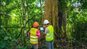 ITP: Capacitarán a empresas y profesionales forestales en manejo y aprovechamiento sostenible de los bosques