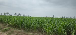 [SENAMHI] Senamhi fortalece la vigilancia agroclimática nacional frente a escenarios asociados al Fenómeno El Niño