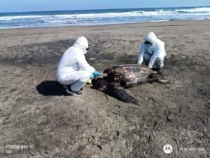 [IMARPE] IMARPE reporta varamiento de tortuga laúd en el litoral de Chaviña, Arequipa