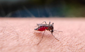 [UCSUR] Investigación plantea el posible papel de primates silvestres en la persistencia de la malaria amazónica