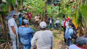 [INIA] MIDAGRI: INIA transfiere tecnología agraria para mejorar calidad genética del plátano en Loreto