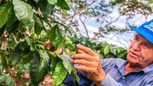 [ProInnóvate Noticias] Día del Café Peruano: cinco iniciativas innovadoras que transforman esta cadena productiva con apoyo de PRODUCE