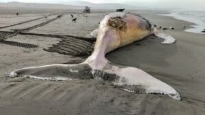 [IMARPE] IMARPE registra el varamiento de una ballena jorobada en Arequipa