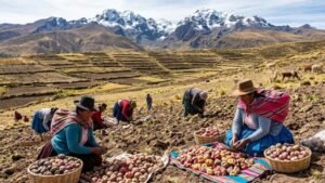 [SENAMHI] Senamhi presentó evidencia científica sobre el impacto del cambio climático en la producción de papa del Altiplano peruano