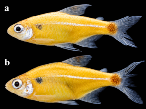 [IIAP] Investigación liderada por especialista del IIAP identifica una nueva especie de pez en Sudamérica
