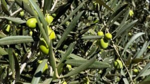[INIA] Moquegua: INIA promueve tecnologías orgánicas para proteger al olivo ante el fenómeno El Niño