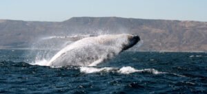 [UCSUR] Dispositivos acústicos reducen a la mitad el enredo de ballenas en redes de pesca en el norte del Perú