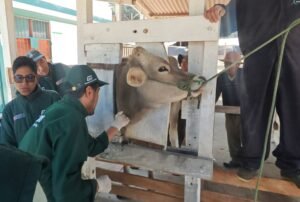 [INIA] INIA evalúa resistencia a la altura de vacunos para fortalecer la ganadería altoandina