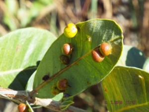 [IIAP] Investigador del IIAP estudia cómo las plantas y la época seca influyen en los artrópodos que forman agallas en Brasil