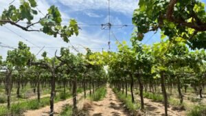 [SENAMHI] SENAMHI y CITEagroindustrial Ica evalúan efectos del cambio climático en la vitivinicultura mediante seguimiento fenológico de la vid