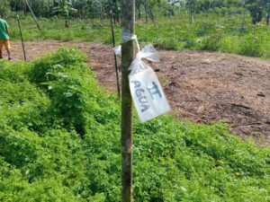 [IIAP] Sequías e incendios amenazan los cultivos amazónicos y exigen nuevas prácticas agrícolas